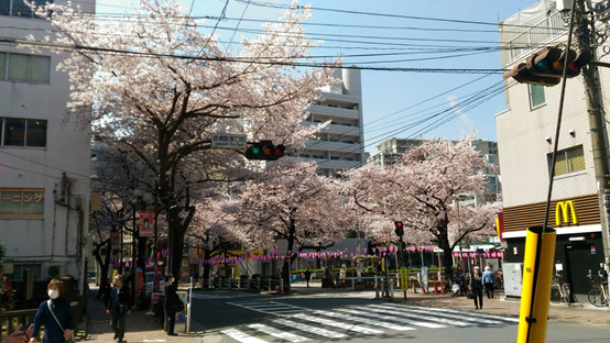 日本留學心得 學校前的櫻花